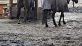  aanbrengen straatwerk voor paarden onderkomen Oude Pekela